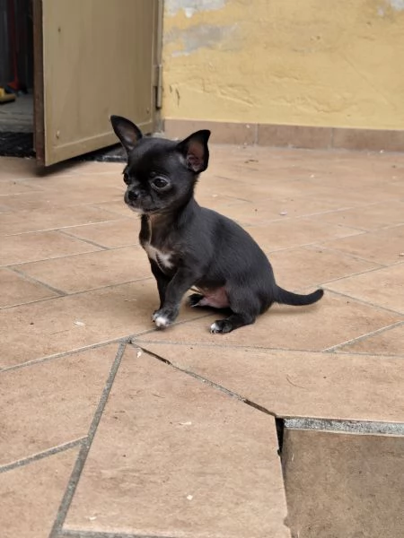 Cuccioli chihuahua pedigree | Foto 4