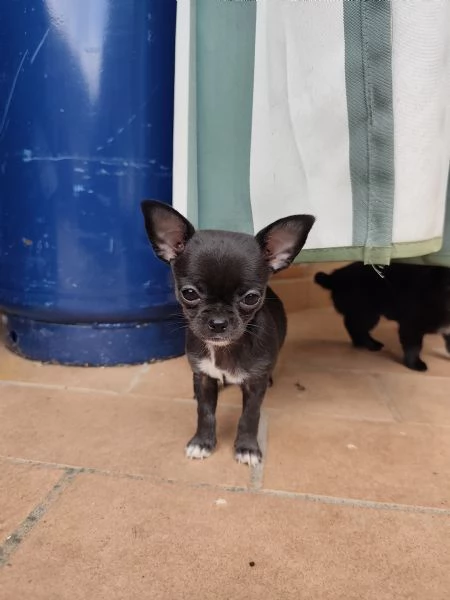 Cuccioli chihuahua pedigree | Foto 3