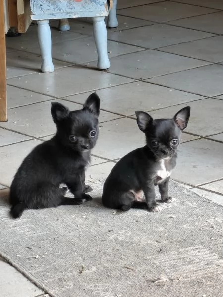 Cuccioli chihuahua pedigree | Foto 2
