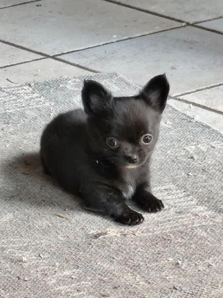 Cuccioli chihuahua pedigree | Foto 1