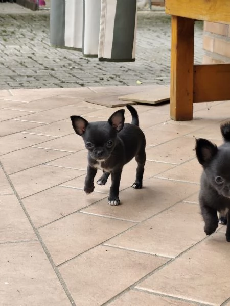 Cuccioli chihuahua pedigree | Foto 0