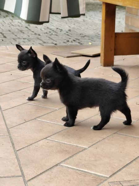 Cuccioli chihuahua pedigree