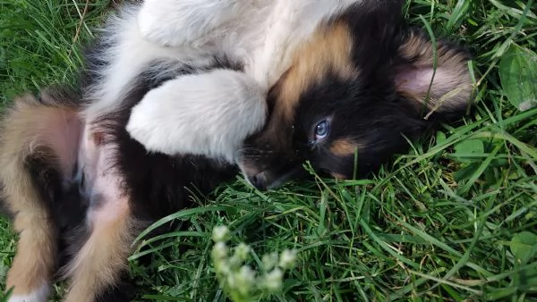 Cucciolo di Pastore Australiano con Pedigree