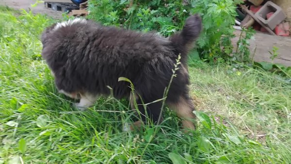 Cucciolo di Pastore Australiano con Pedigree | Foto 5