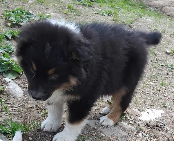 Cucciolo di Pastore Australiano con Pedigree | Foto 4