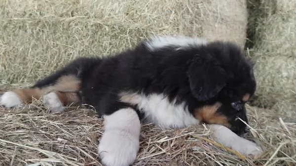 Cucciolo di Pastore Australiano con Pedigree | Foto 3