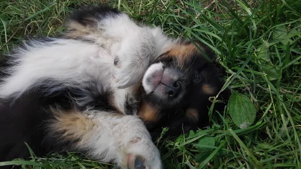 Cucciolo di Pastore Australiano con Pedigree | Foto 2