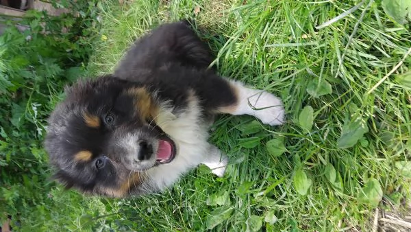 Cucciolo di Pastore Australiano con Pedigree | Foto 1