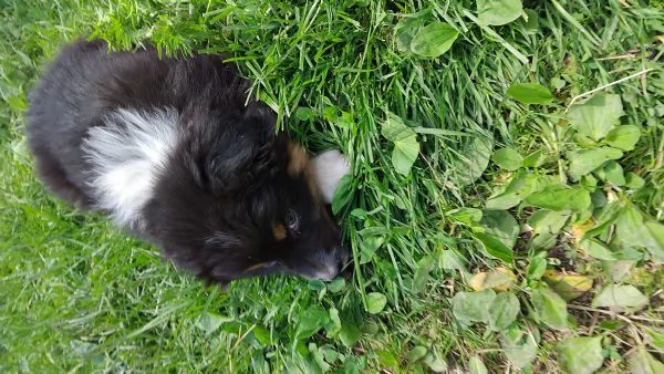 Cucciolo di Pastore Australiano con Pedigree | Foto 0