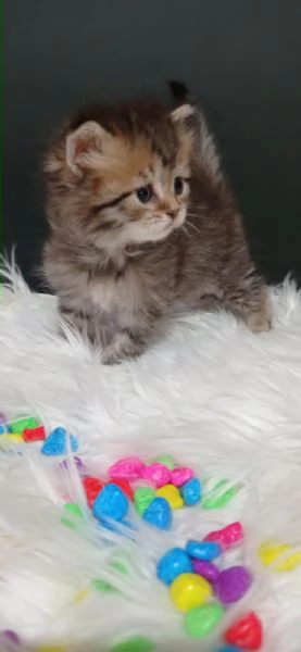 Siberiano 