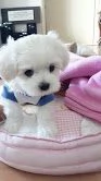 Cuccioli di maltese toy  | Foto 0