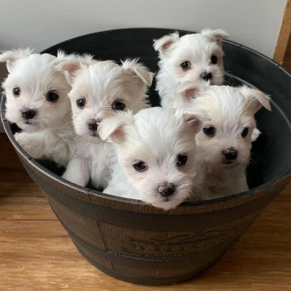 Cuccioli di maltese toy 