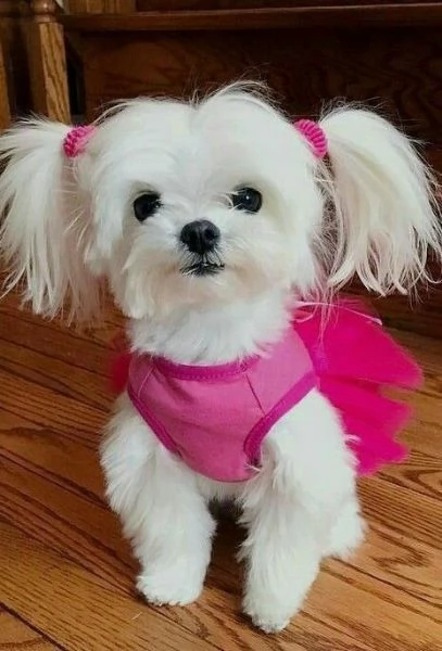 Cuccioli di maltese toy 