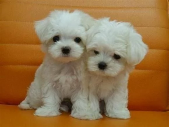 Cuccioli di maltese toy 