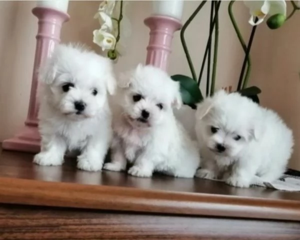 Cuccioli di maltese toy 