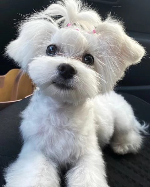 Cuccioli di maltese toy 