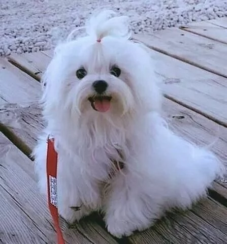 Cuccioli di maltese toy 