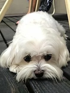 Cuccioli di maltese toy 