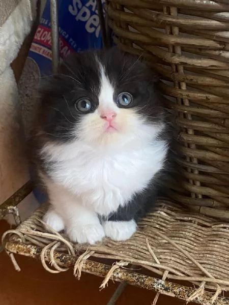 Gattini Scottish fold e straight  | Foto 2