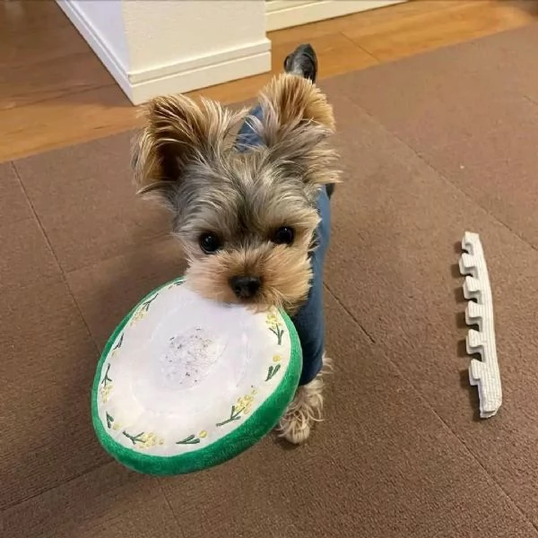 Adorabili cuccioli di Yorkshire terrier disponibili per la vendita | Foto 0