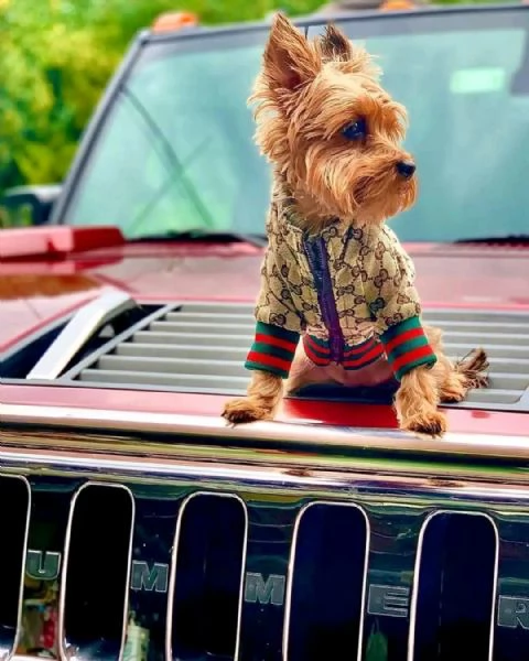 Adorabili cuccioli di Yorkshire terrier disponibili per la vendita | Foto 2