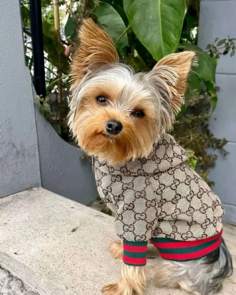 Adorabili cuccioli di Yorkshire terrier disponibili per la vendita | Foto 3