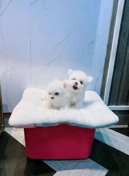 Cuccioli di Bichon Fris in cerca di adozione