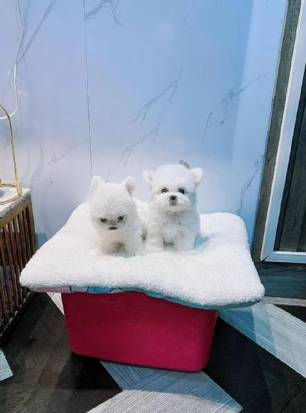Cuccioli di Bichon Fris in cerca di adozione | Foto 1
