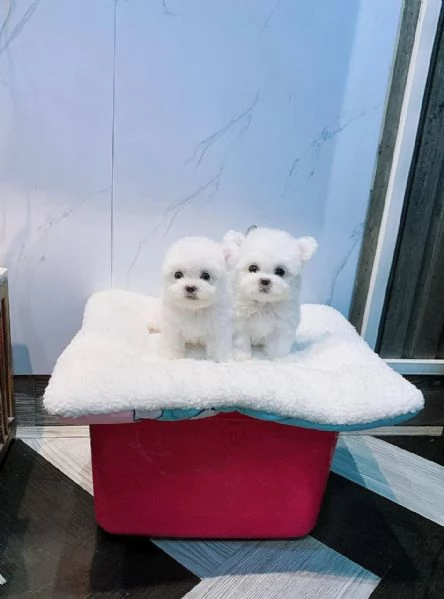 Cuccioli di Bichon Fris in cerca di adozione | Foto 0