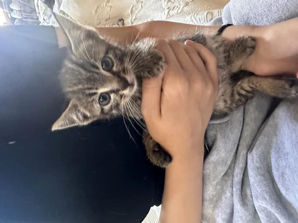 STICH CERCA CASA