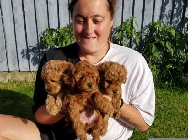 Cuccioli di Barboncino Toy | Foto 1