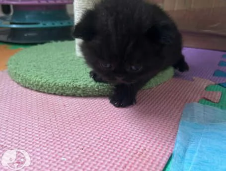 Gatti British Shorthair | Foto 1