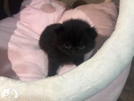 Gatti British Shorthair | Foto 0