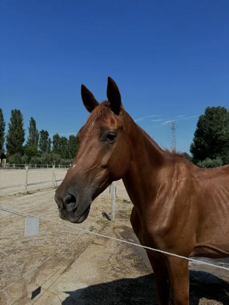 Cavallo Affidabile per Passeggiate Lavoro o Competizioni | Foto 3