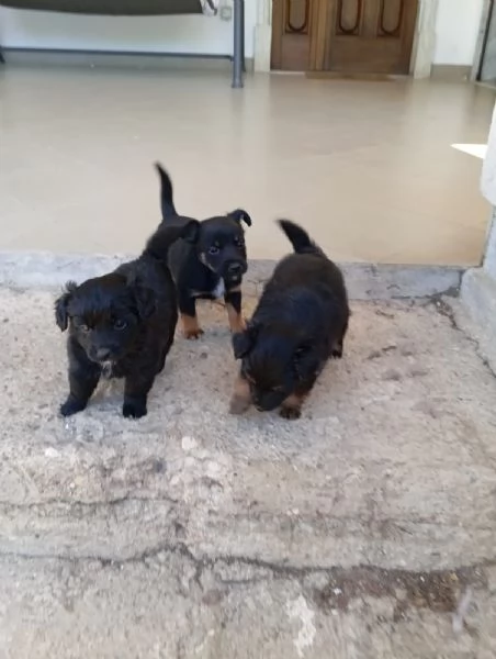 Cuccioli Piccola Taglia