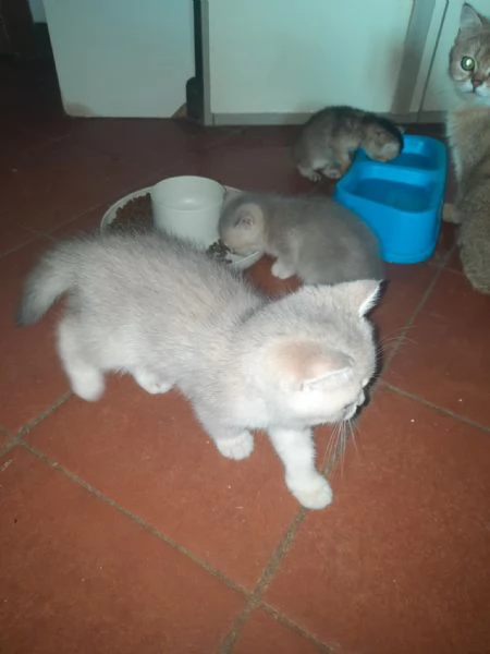 SCOTTISH STRAIGHT cuccioli  | Foto 3
