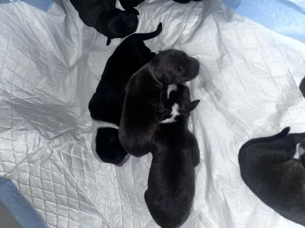 Cagnolini 