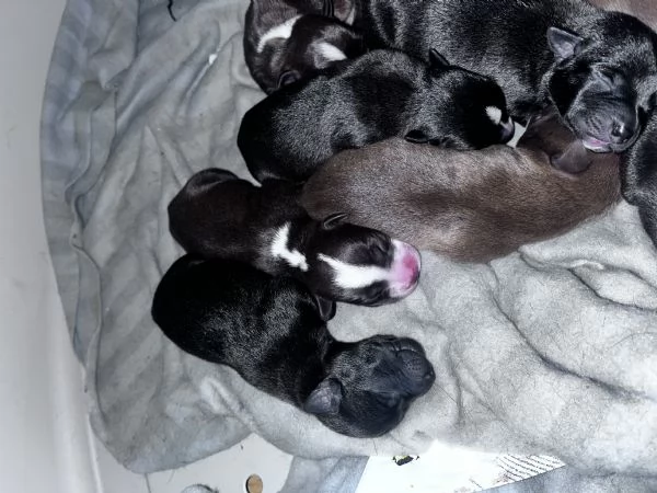 Cagnolini  | Foto 1
