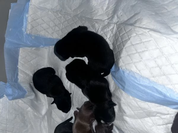 Cagnolini  | Foto 0