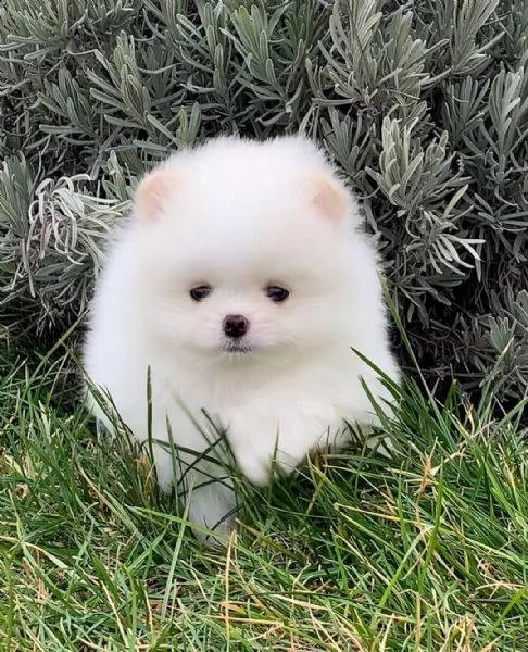 Preziosi cuccioli di Pomerania in adozione