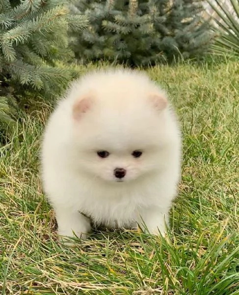 Preziosi cuccioli di Pomerania in adozioneltgt