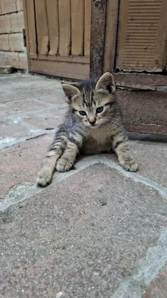 Gattini cercano casa | Foto 4