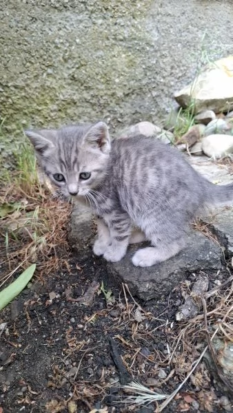 Gattini cercano casa | Foto 3