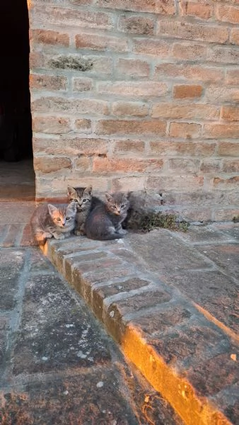 Gattini cercano casa