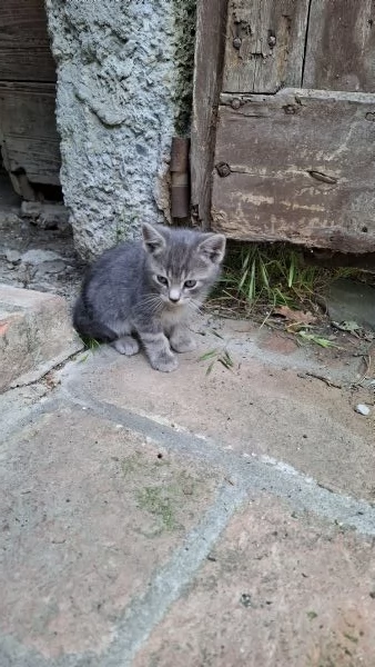 Gattini cercano casa | Foto 1