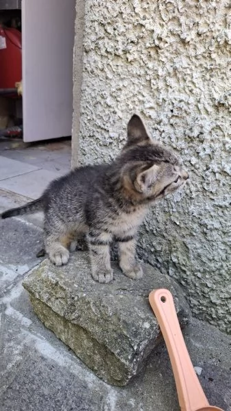 Gattini cercano casa | Foto 0