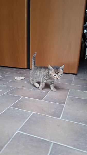 Gattini cercano casa | Foto 6