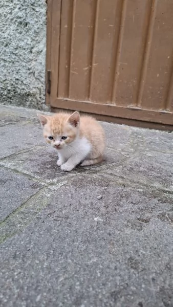 Gattini cercano casa | Foto 4