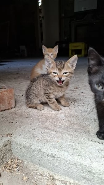 Gattini cercano casa