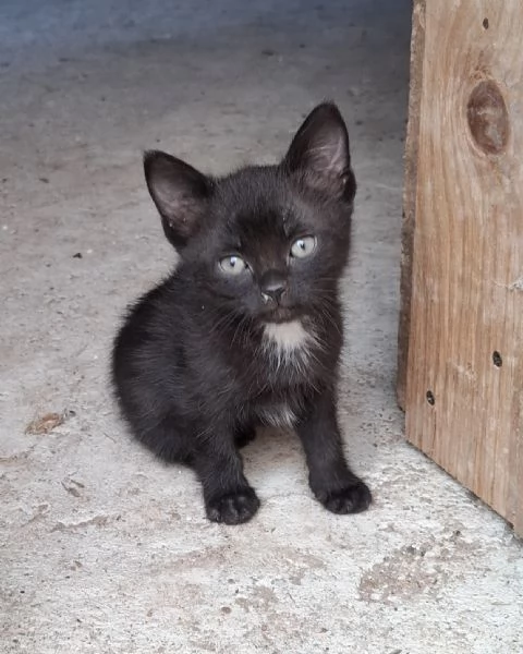 Gattini cercano casa | Foto 0